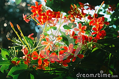 Mandevilla, Rocktrumpet flowers with five pink petals and yellow in the center in bloom backlit by sunlight in the garden. Low Stock Photo