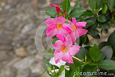 Mandevilla, Rocktrumpet flowers with pink petals and yellow cent Stock Photo