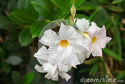Mandevilla, Rocktrumpet flowers with white petals and yellow center Stock Photo