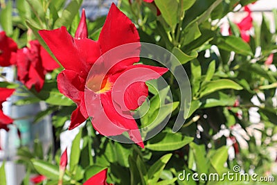 Mandevilla sanderi is a shrub with red flowers Stock Photo