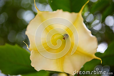 Mandragora flower Stock Photo