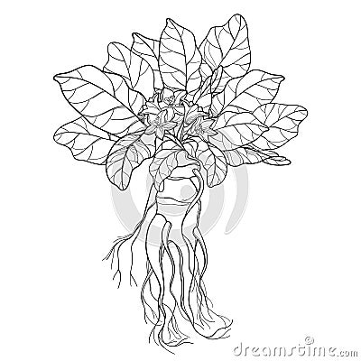 Vector outline Mandragora officinarum or Mediterranean mandrake leaf bunch, flower and root in black isolated on white background. Vector Illustration