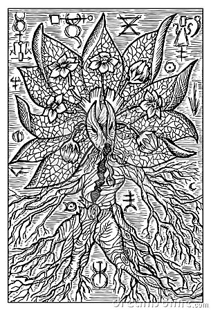 Mandragora, mandrake, magic root Vector Illustration