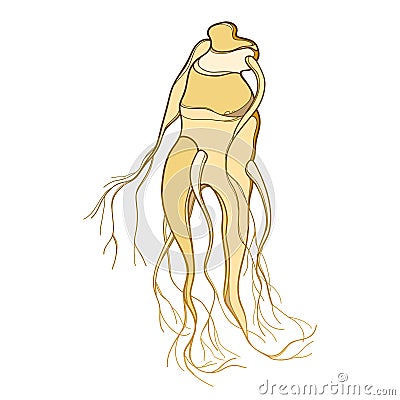 Vector outline Mandragora officinarum or Mediterranean mandrake root like a human figure in beige and brown isolated on white. Vector Illustration