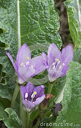 Mandrake flowers, mandragora officinalis Stock Photo