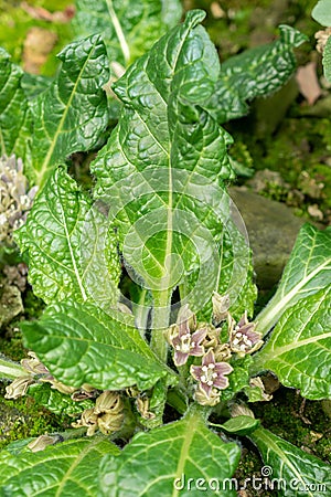 Mandrake or Mandragora Officinarum plant in Saint Gallen in Switzerland Stock Photo