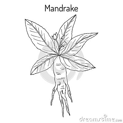 Mandrake root or Mandragora officinarum Vector Illustration