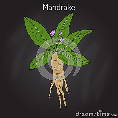 Mandrake root or Mandragora officinarum Vector Illustration