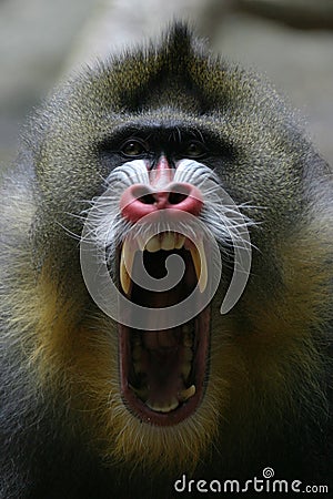 Mandrill Stock Photo