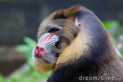 Mandrill Stock Photo