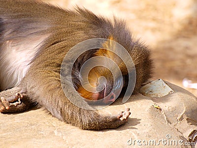 Mandrill asleep Stock Photo