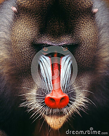 Mandrill Stock Photo