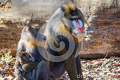 Mandrill - family portrait Stock Photo