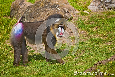 Mandrill (Mandrillus sphinx). Stock Photo