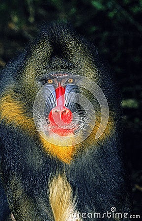 MANDRILL mandrillus sphinx, PORTRAIT OF MALE Stock Photo