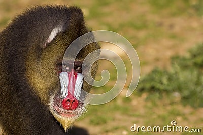 Mandrill monkey Stock Photo