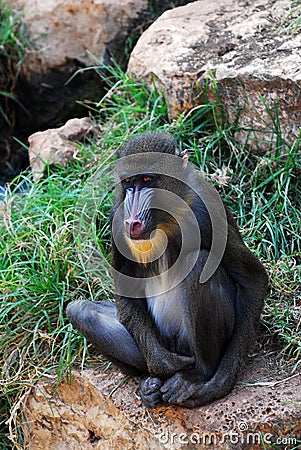 Mandrill monkey Stock Photo