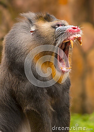 mandrill opens its mouth wide showing sharp canine teeth Stock Photo