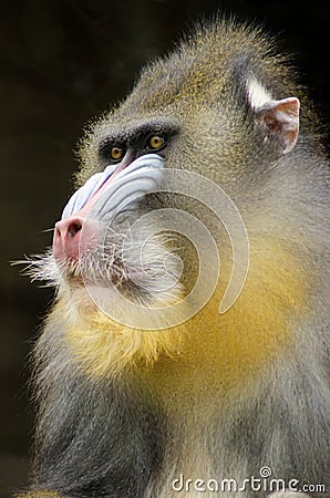 Mandrill Stock Photo