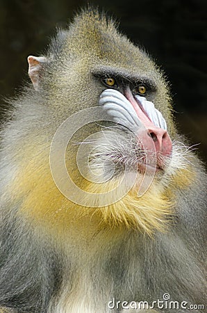 Mandrill Stock Photo