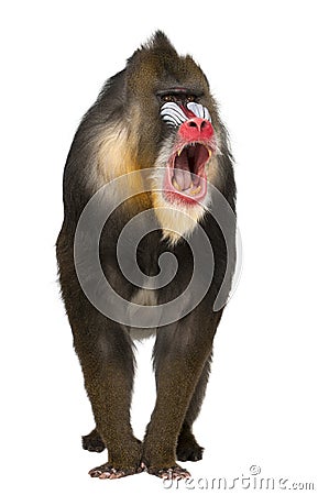 Mandrill shouting, Mandrillus sphinx Stock Photo