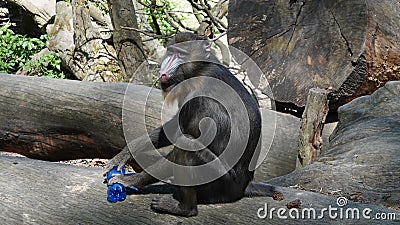 Mandrill sitting on a tree holding plastic bottle Stock Photo