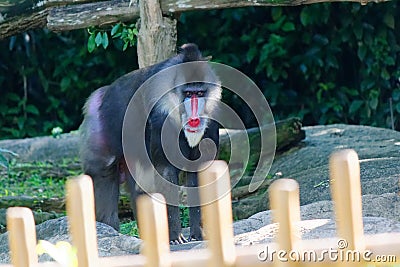 Mandrill in Captivity, Singapore Zoo Stock Photo