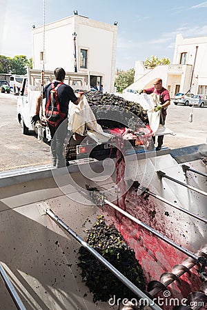 Manduria, Italy, september 07, 2019 - two men open the truck and throw the grapes in the grape destemmer in a winery. Primitivo Editorial Stock Photo