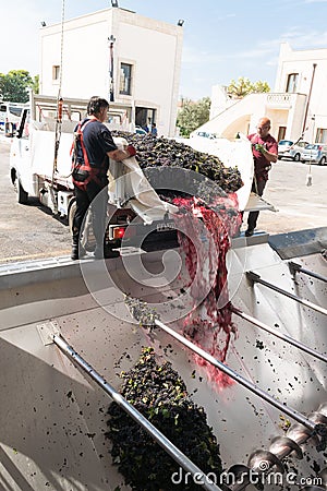 Manduria, Italy, september 07, 2019 - two men open the truck and throw the grapes in the grape destemmer in a winery. Primitivo Editorial Stock Photo