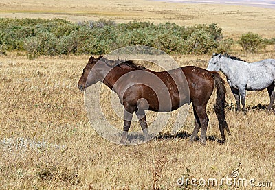 Mane and Tail Full of Burrs, Mud-caked legs, Horse Trouble Stock Photo