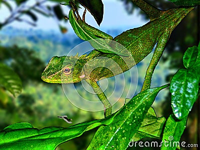 Maned forest lizard Cartoon Illustration