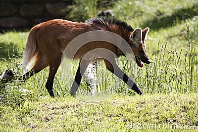 Maned wolf Stock Photo