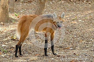 Maned wolf Stock Photo