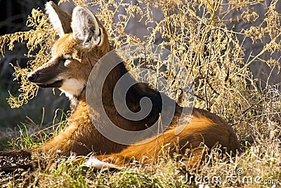 Maned Wolf Stock Photo