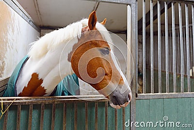 Manege horse in stable Stock Photo