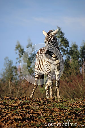 Maneless zebra foal on top of a mound Stock Photo