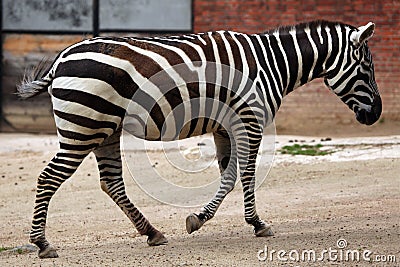 Maneless zebra (Equus quagga borensis). Stock Photo