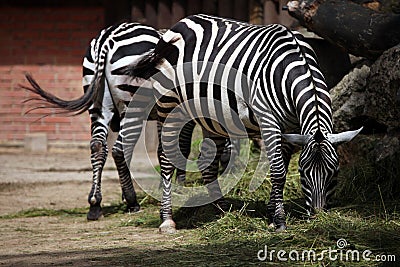 Maneless zebra (Equus quagga borensis). Stock Photo