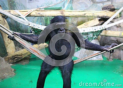 Mangabek monkey portrait. Mandrill. orangutan. Japanese macaque in Arashiyama. Baby monkey and monkey mother. Portrait Stock Photo