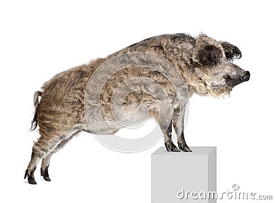 Mangalitsa or curly-hair hog standing Stock Photo