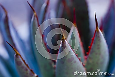 Mangave Bloodspot Succulent Spines Stock Photo