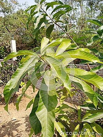 Mangifera indica commonly known as mango Stock Photo