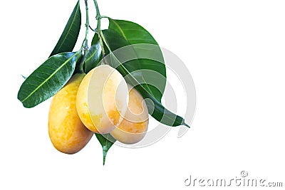 Mango Chid, a tropical fruit of Thailand. Fruit with white background. Sweet Yellow Marian Plum. Plango Stock Photo