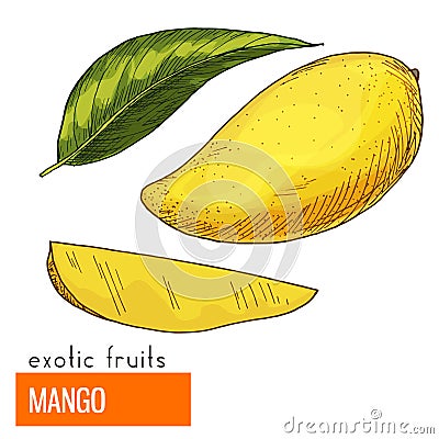 Mango. Color vector illustration. Vector Illustration