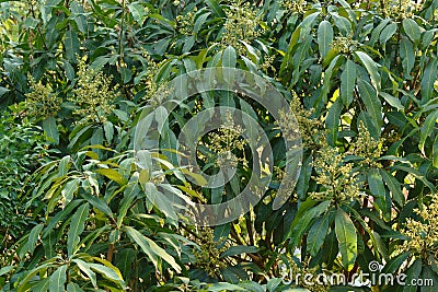 Mango flower bloom at treetop and waiting rain for growth to be fruit on gargen in summer Stock Photo