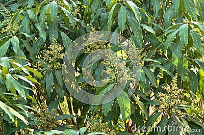 Mango flower bloom at treetop and waiting rain for growth to be fruit on gargen in summer Stock Photo