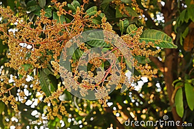 Mango flowers blooming Stock Photo