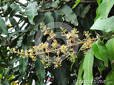 Mango flowers , Growth of mango tree Stock Photo