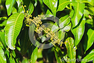 Mango flowers and leaves Stock Photo