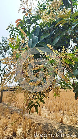 Mango flowers on the rice plant Stock Photo